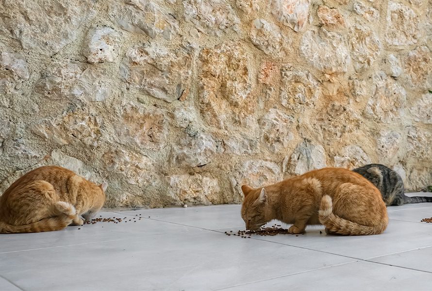 gatos callejeros en San Sebastián de los Reyes