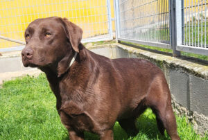 Adopción de perros en San Sebastián de los Reyes