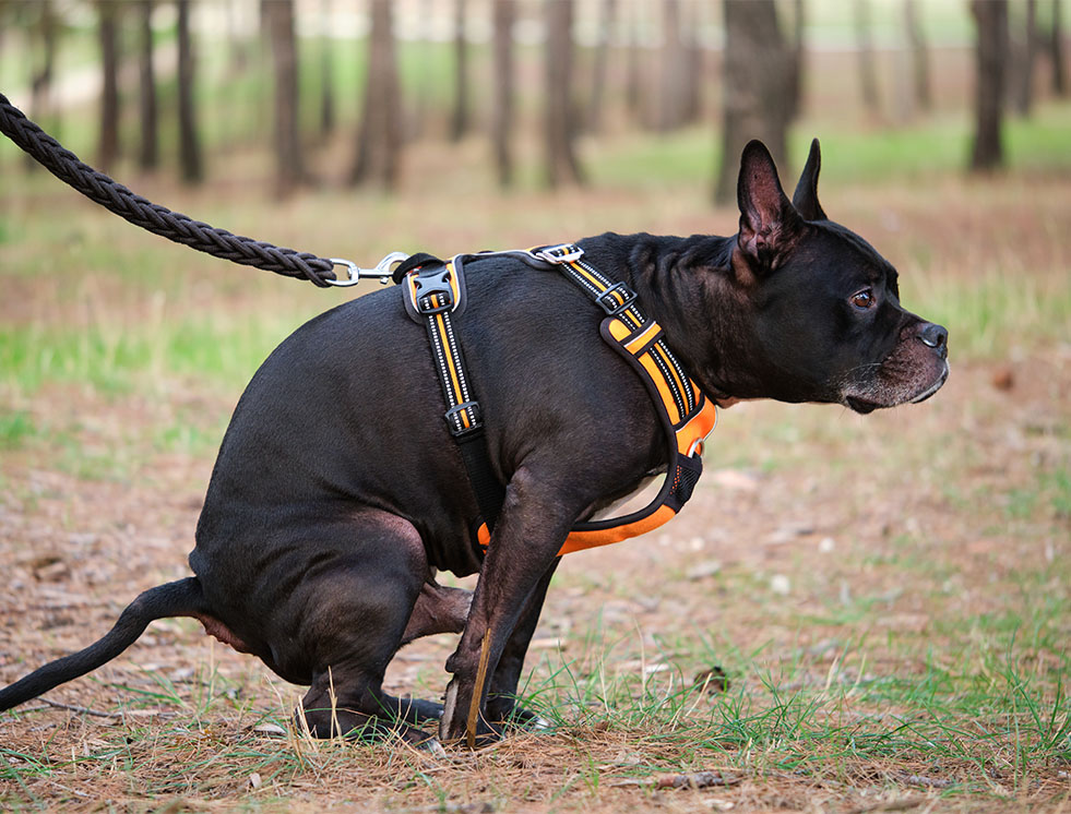 ADN canino