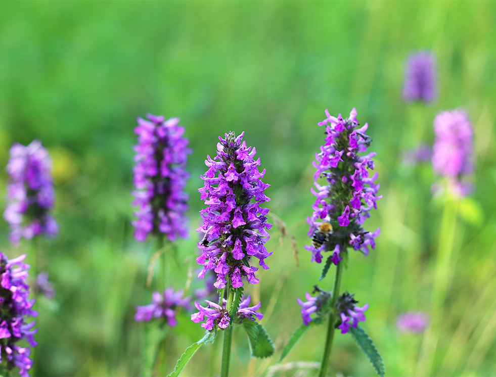 Biomaratón de Flora Española