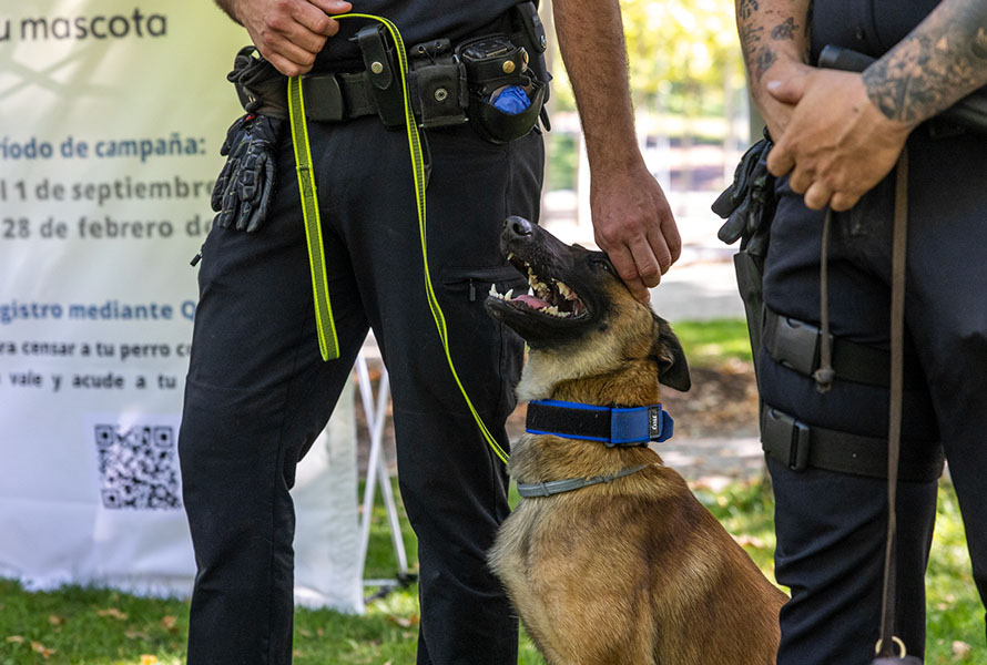 adn canino tc w