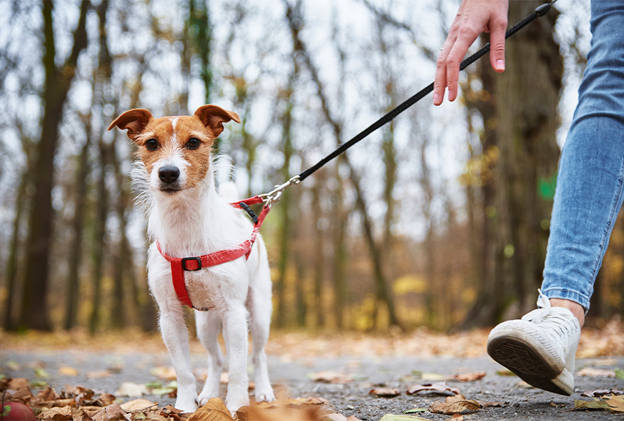 Horarios perros en Tres Cantos
