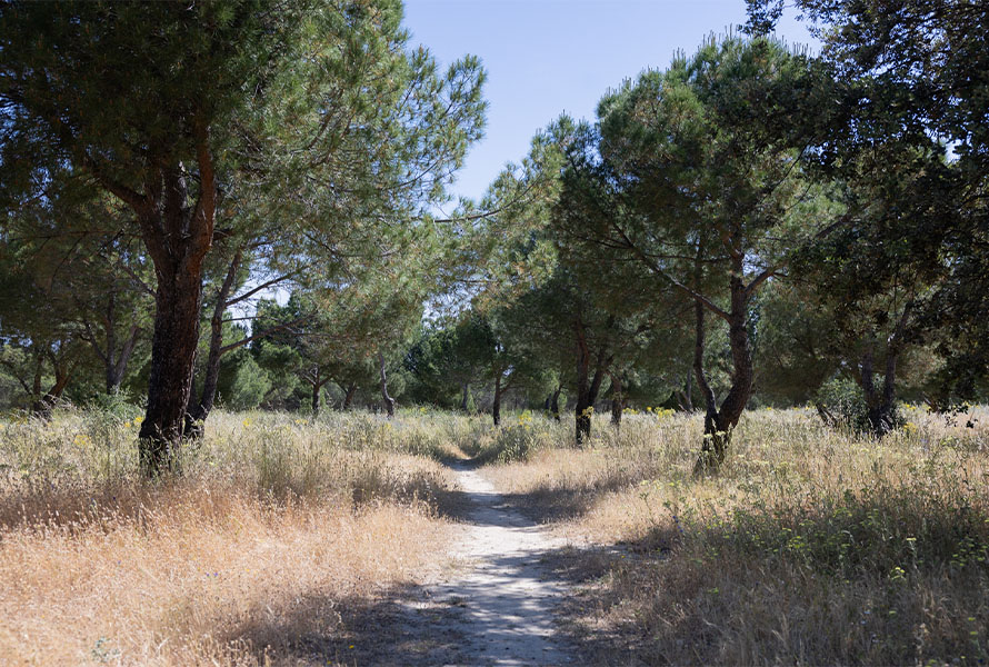 Rutas medioambientales Tres Cantos