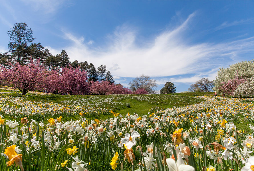 Primavera