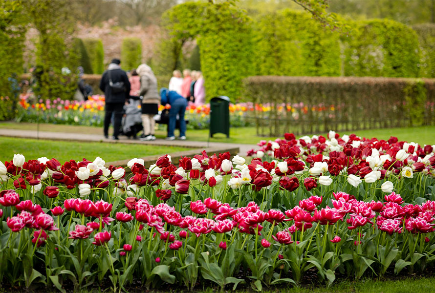 Primavera