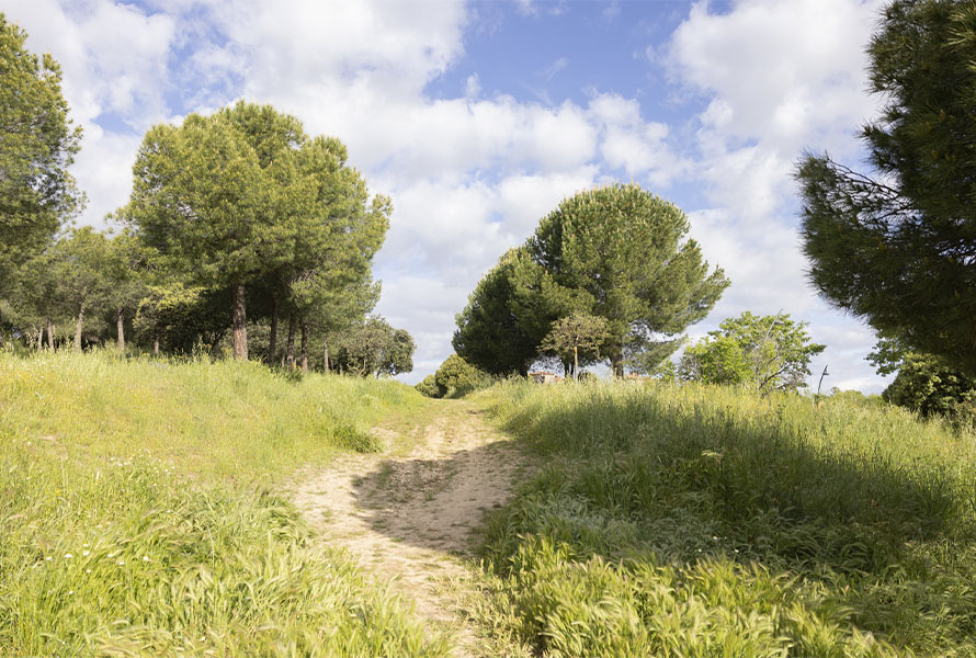 Tres Cantos Es Verde