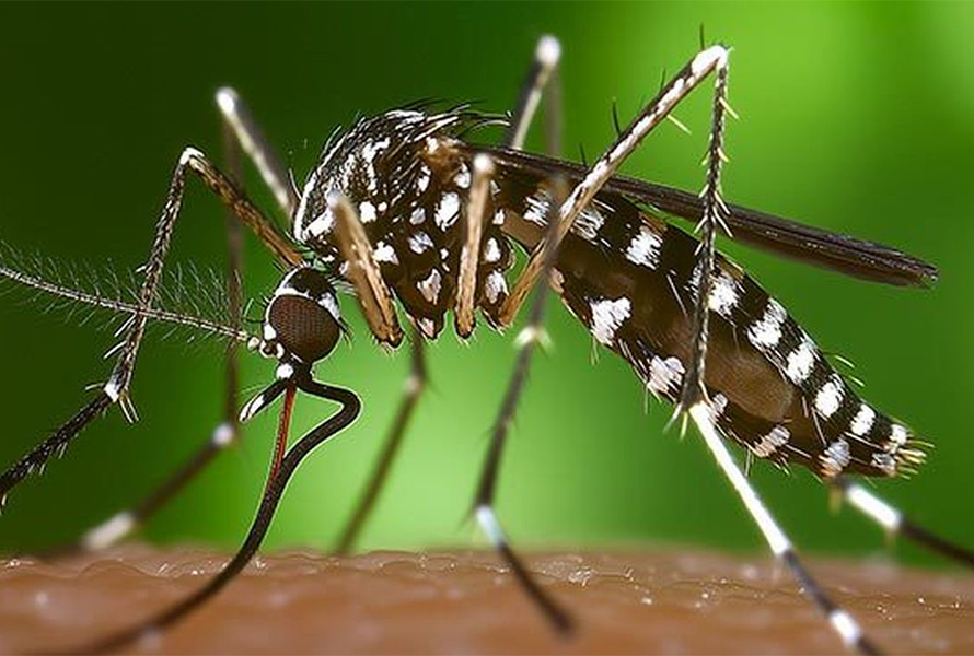 Alcobendas Mosquito tigre garrapatas
