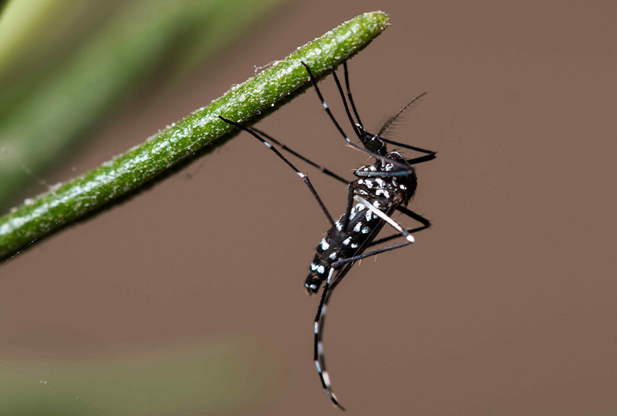 San Sebastián de los Reyes mosquito tigre